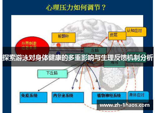 探索游泳对身体健康的多重影响与生理反馈机制分析